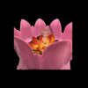 Pink Colour Lotus Fountain